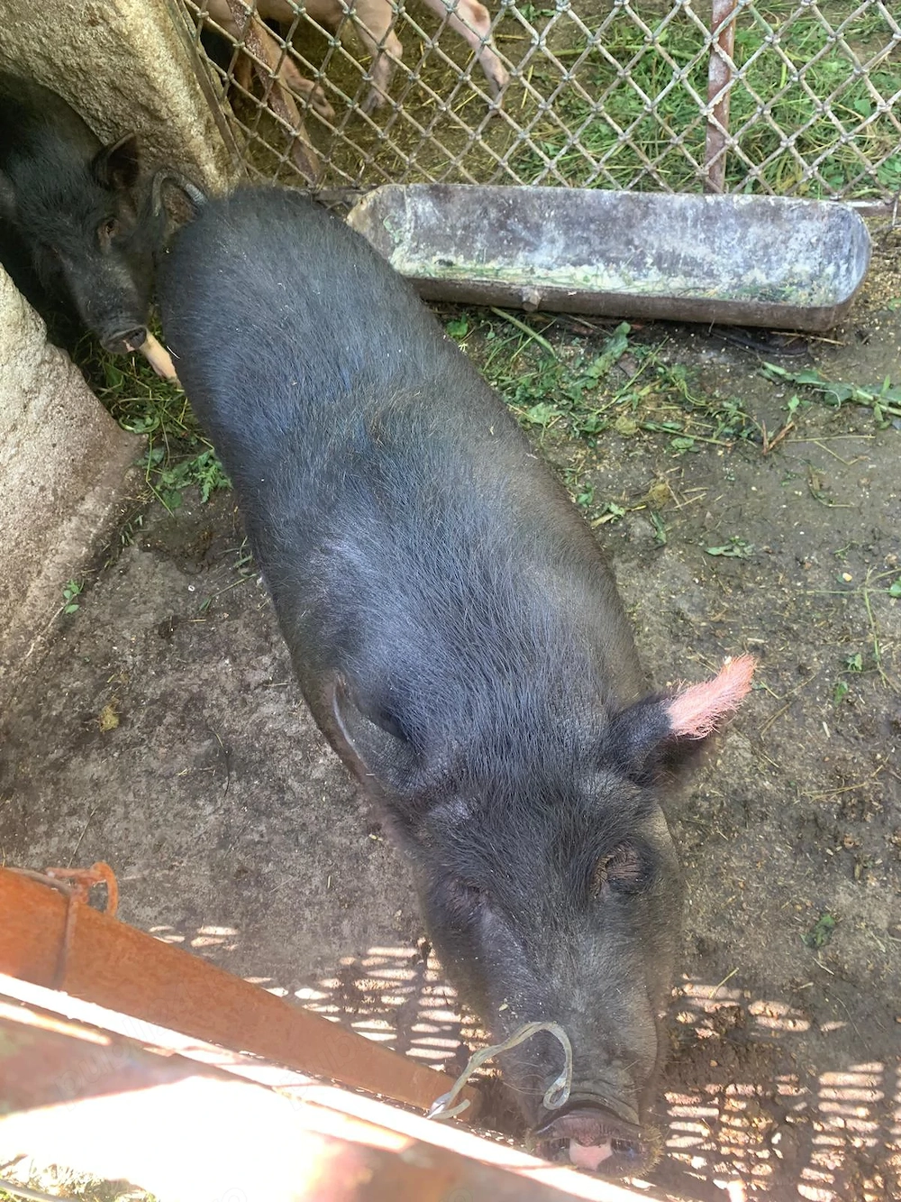 Vand porci vietnamezi