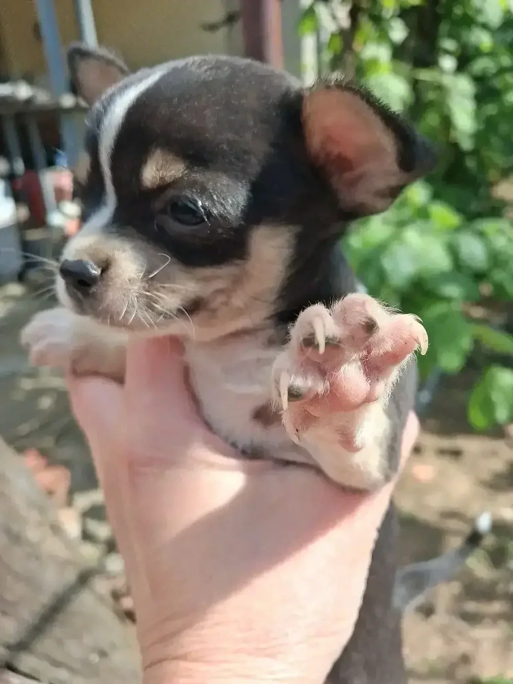 puiuti chihuahua 