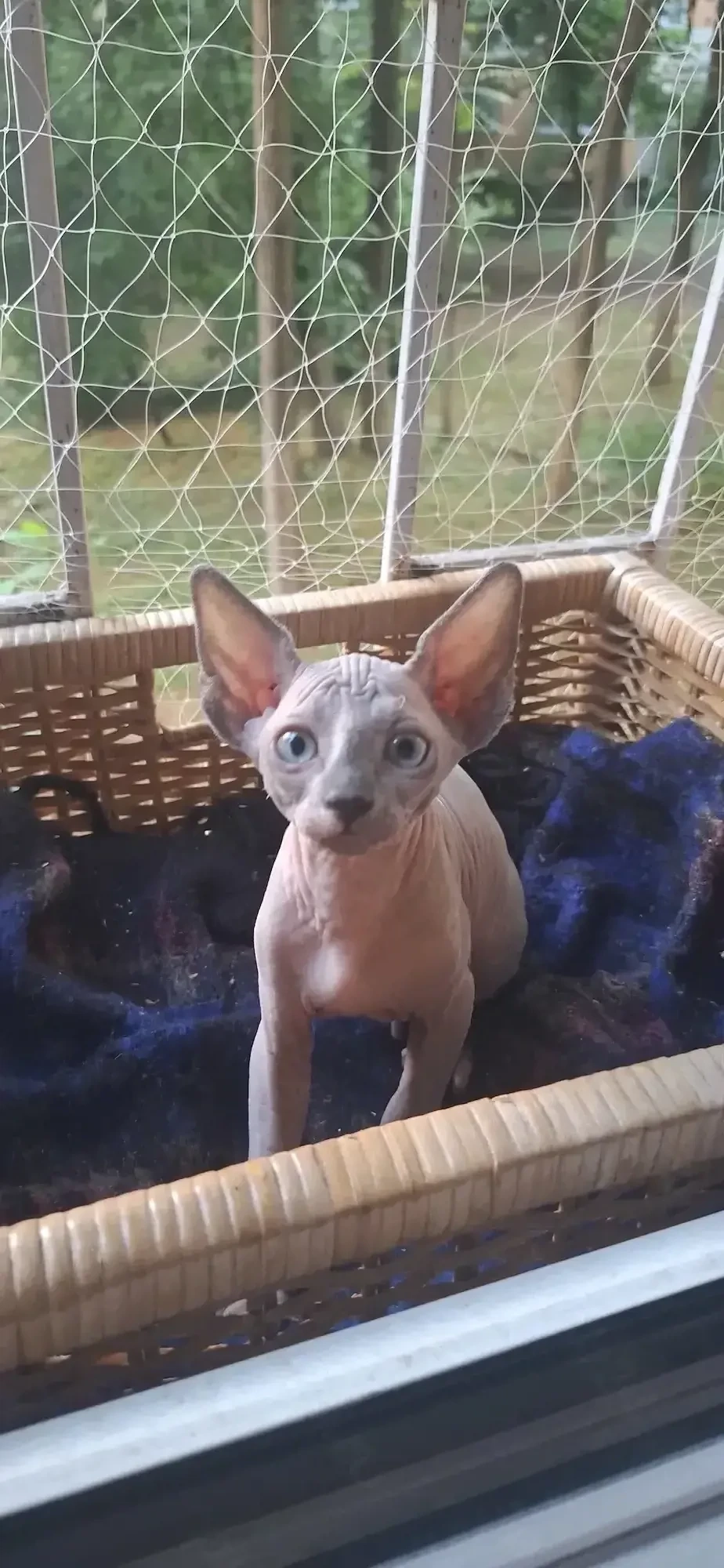 Pisica Sphynx Sfinx Sphinx
