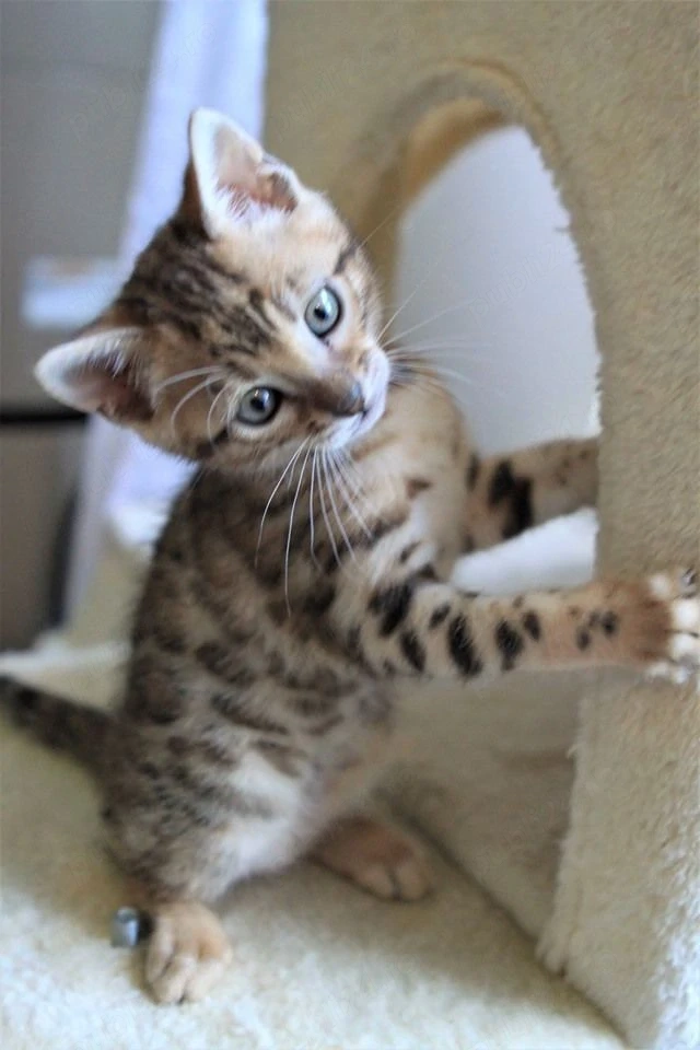 Bengal puiuți
