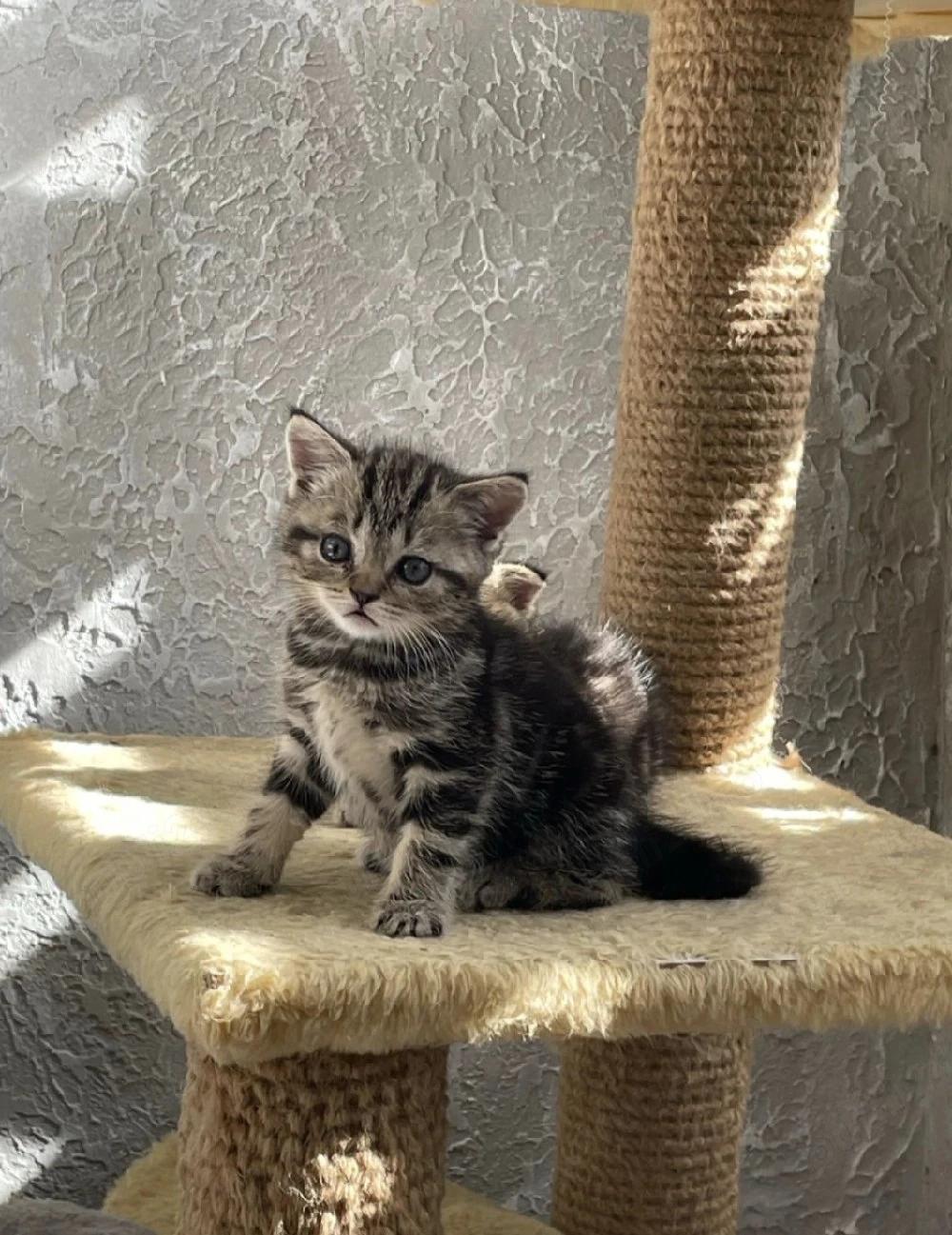 British shorthair puiuți