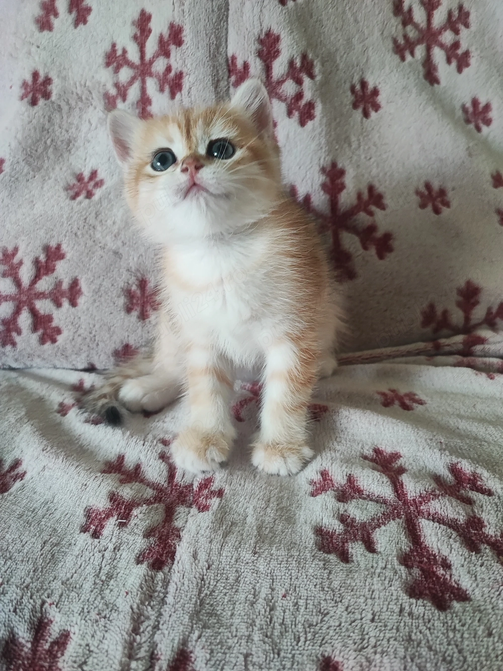 Puișor pisica british shorthair 