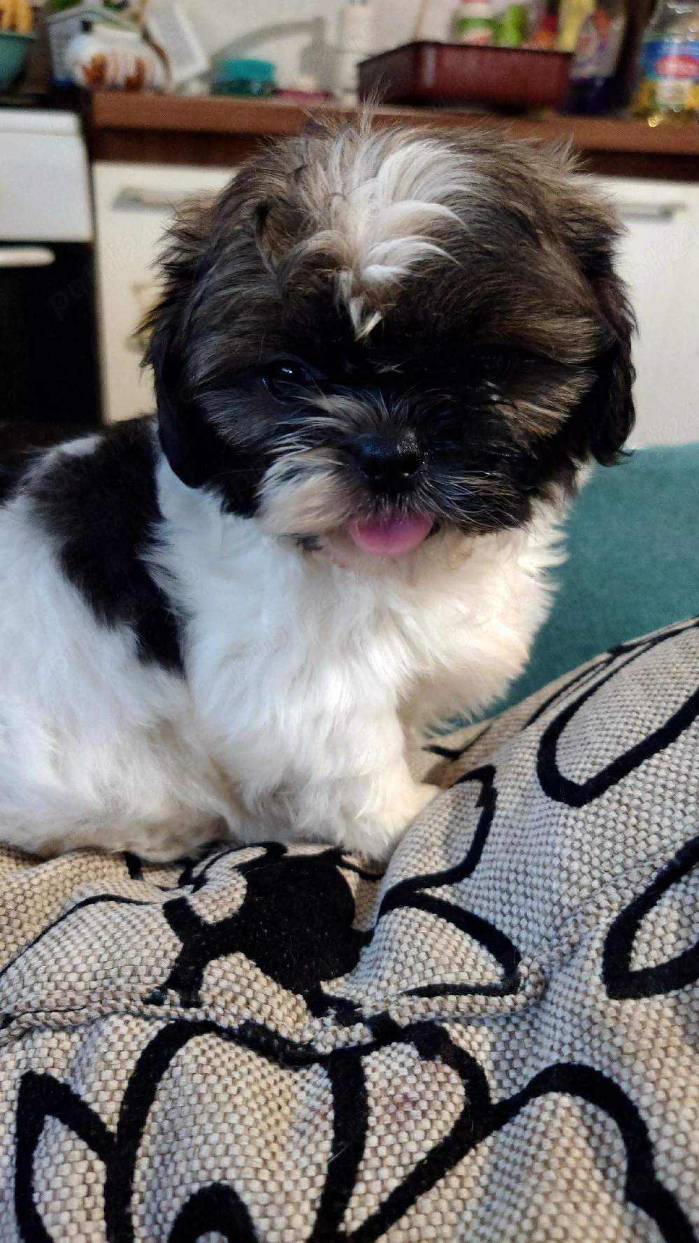 shih tzu toy