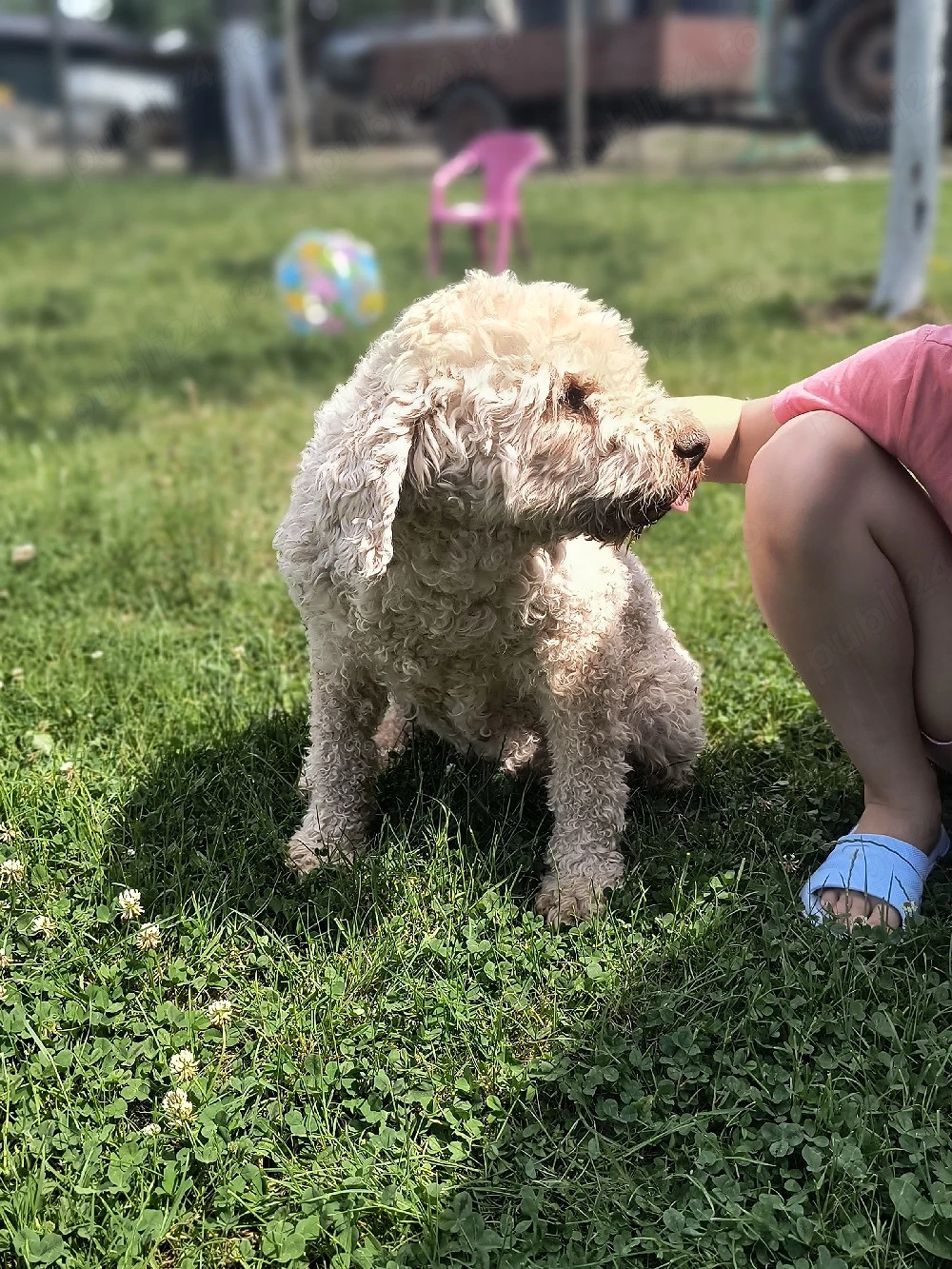 Catea Lagotto Romangolo 