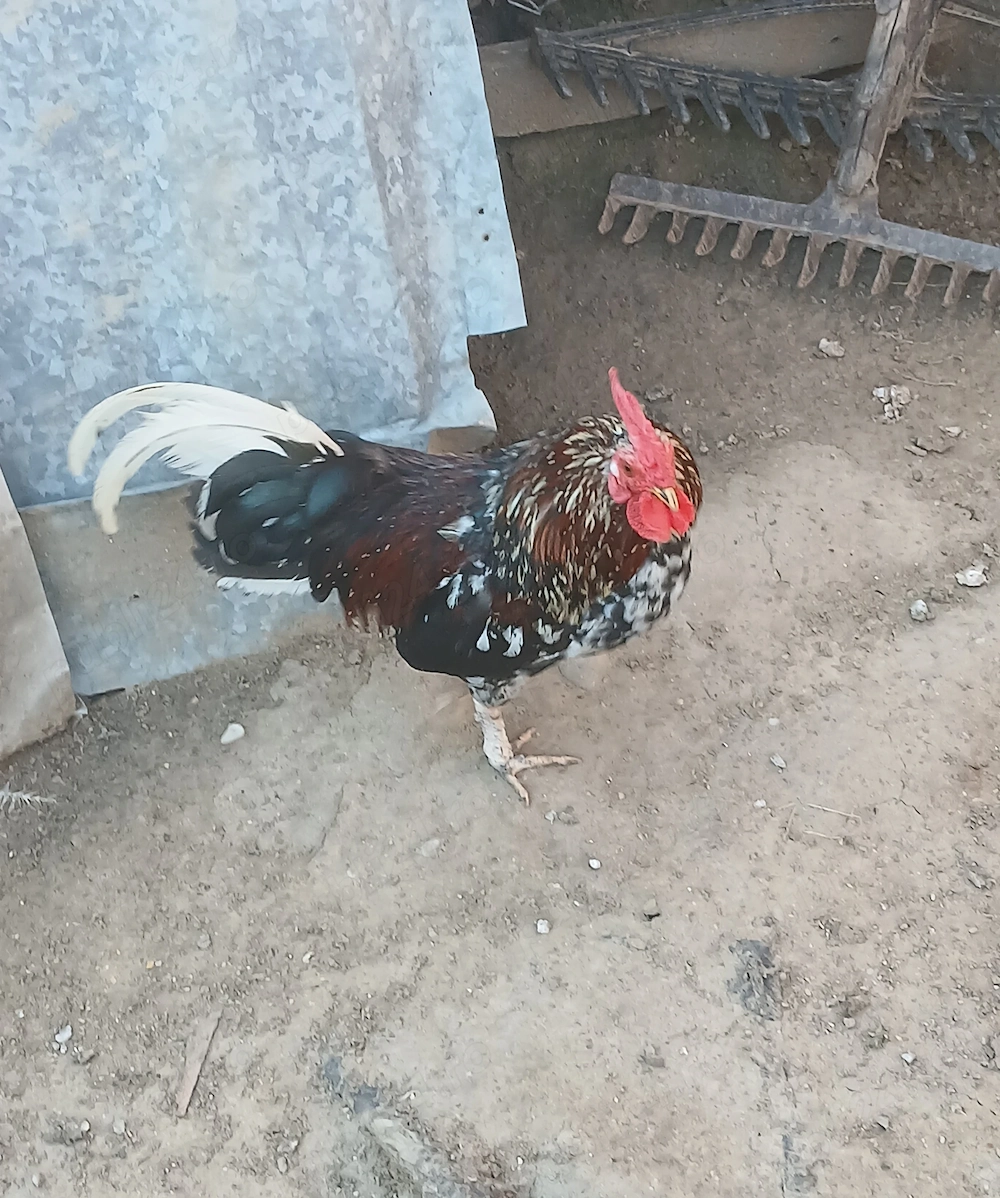 Vând 3 cocosi pitici americani