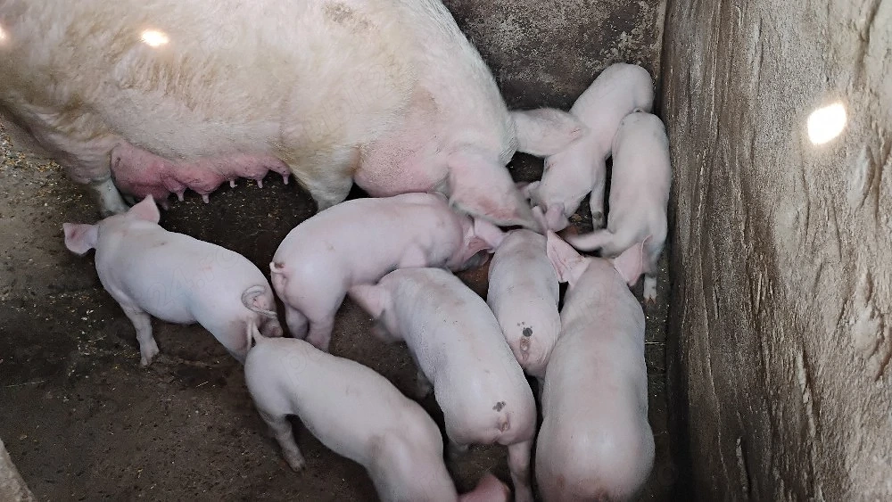 Purcei 8 săptămâni
