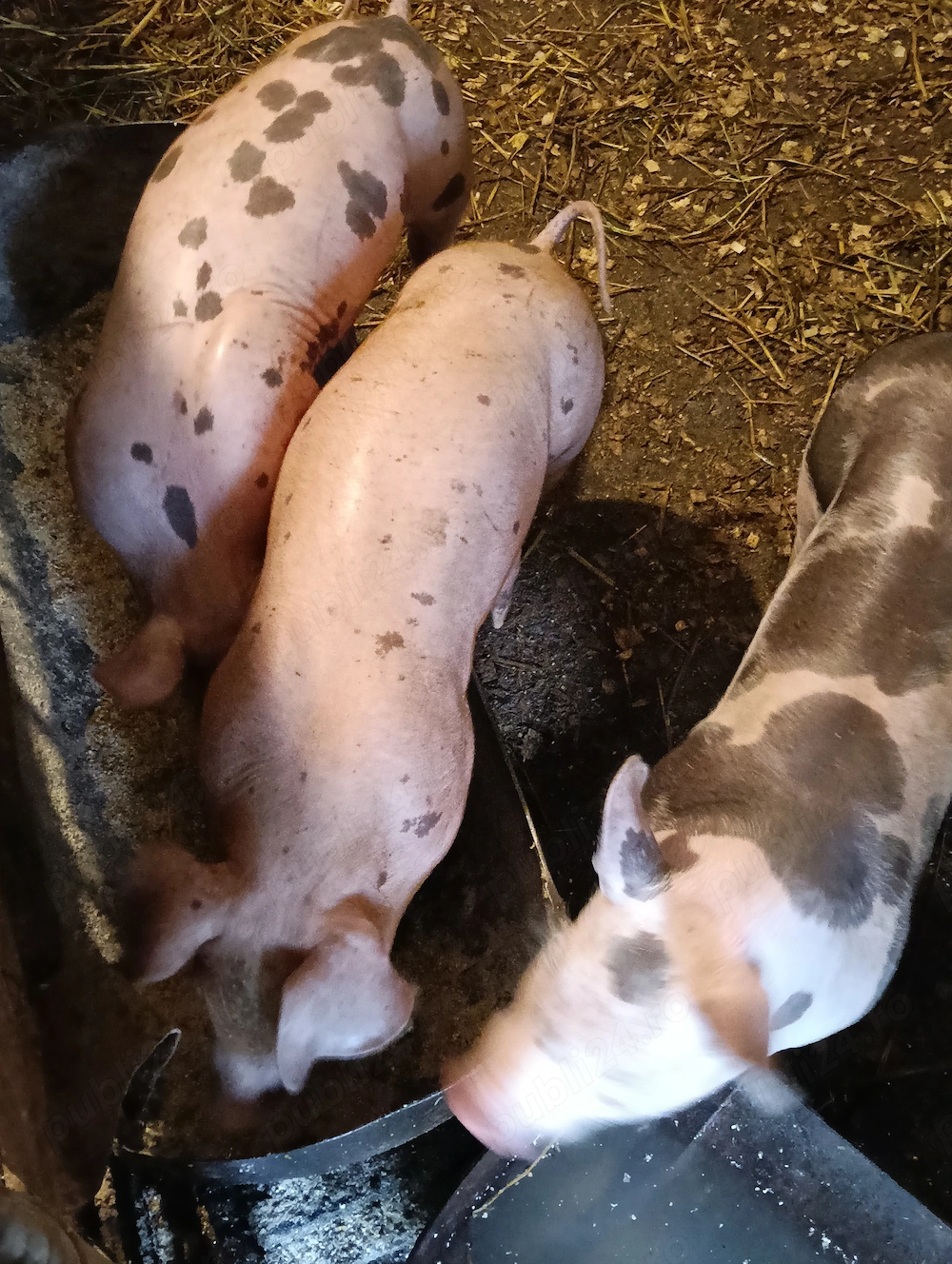 Purcei de vanzare