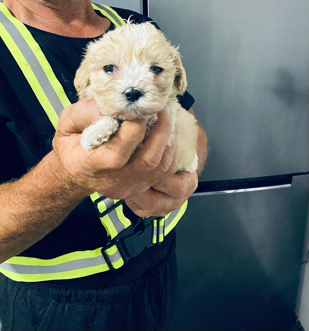 Vand bichon mini toy 6 saptamani
