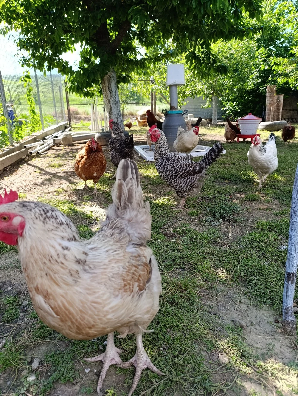 Găini, rasă mixtă 