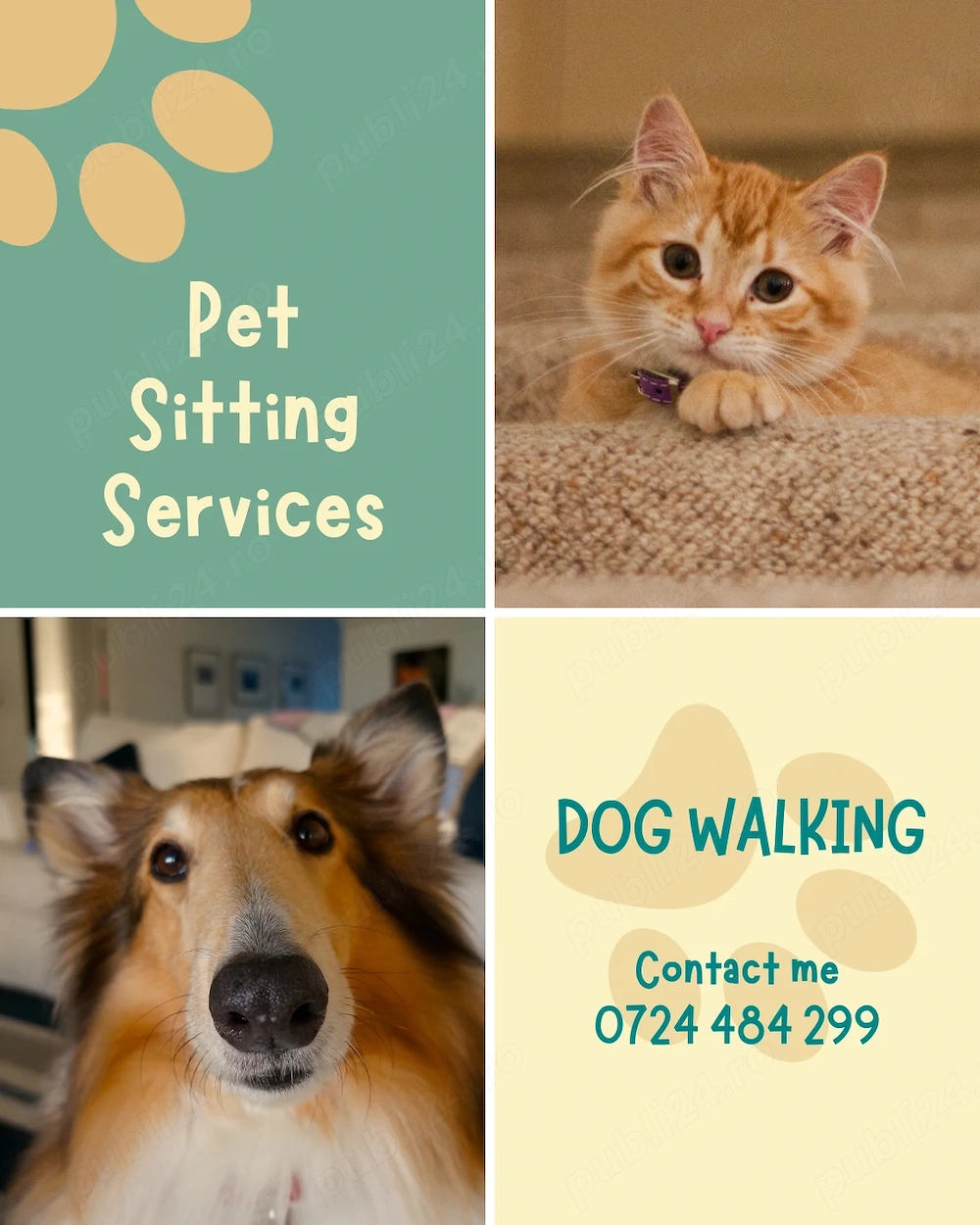 Pet sitter & dog walker