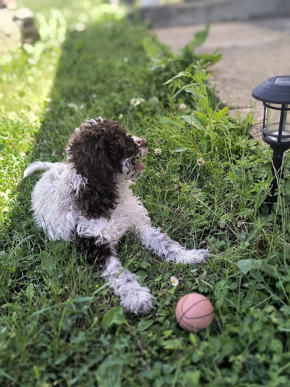 Catei Lagotto Romangolo 