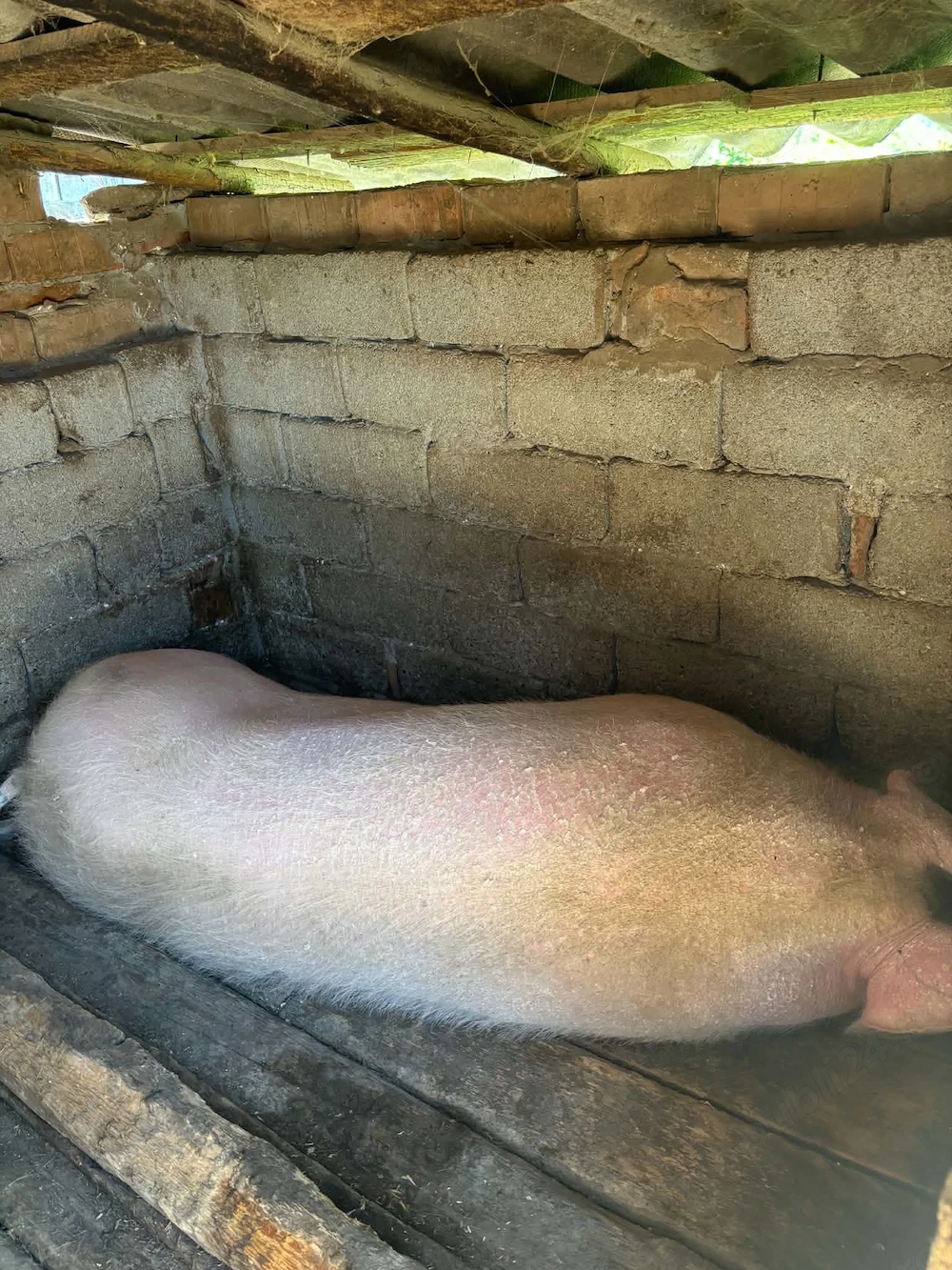 Porc de vanzare 300 kg