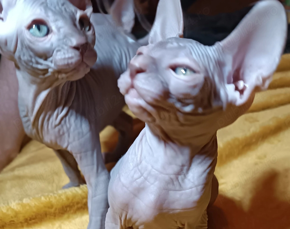 Pui pisică Sphynx   Sfinx   1500 Lei Negociabil