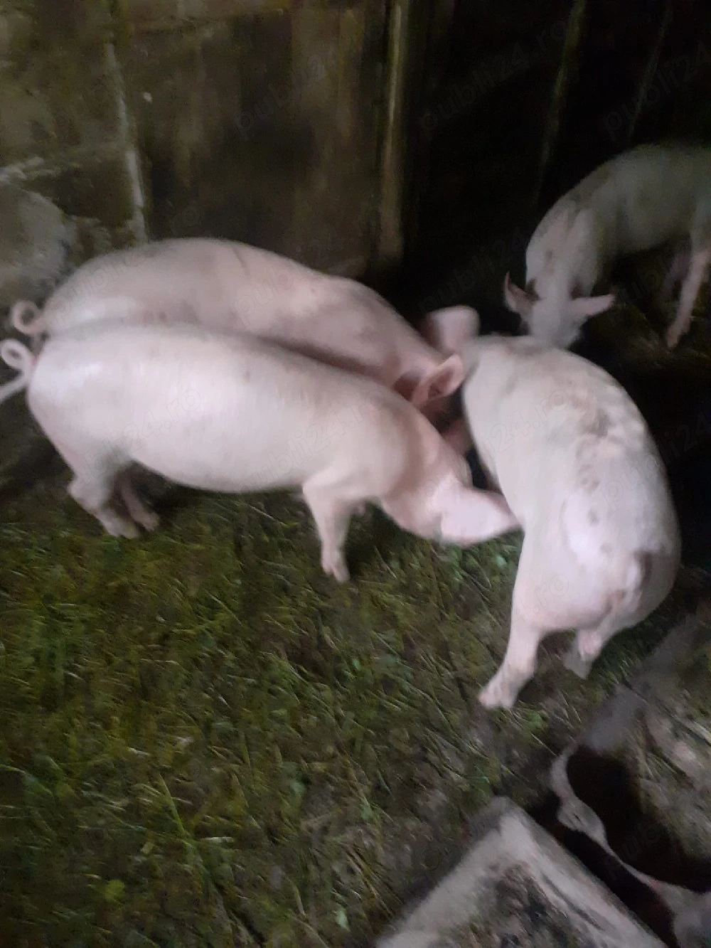 Porci purcei
