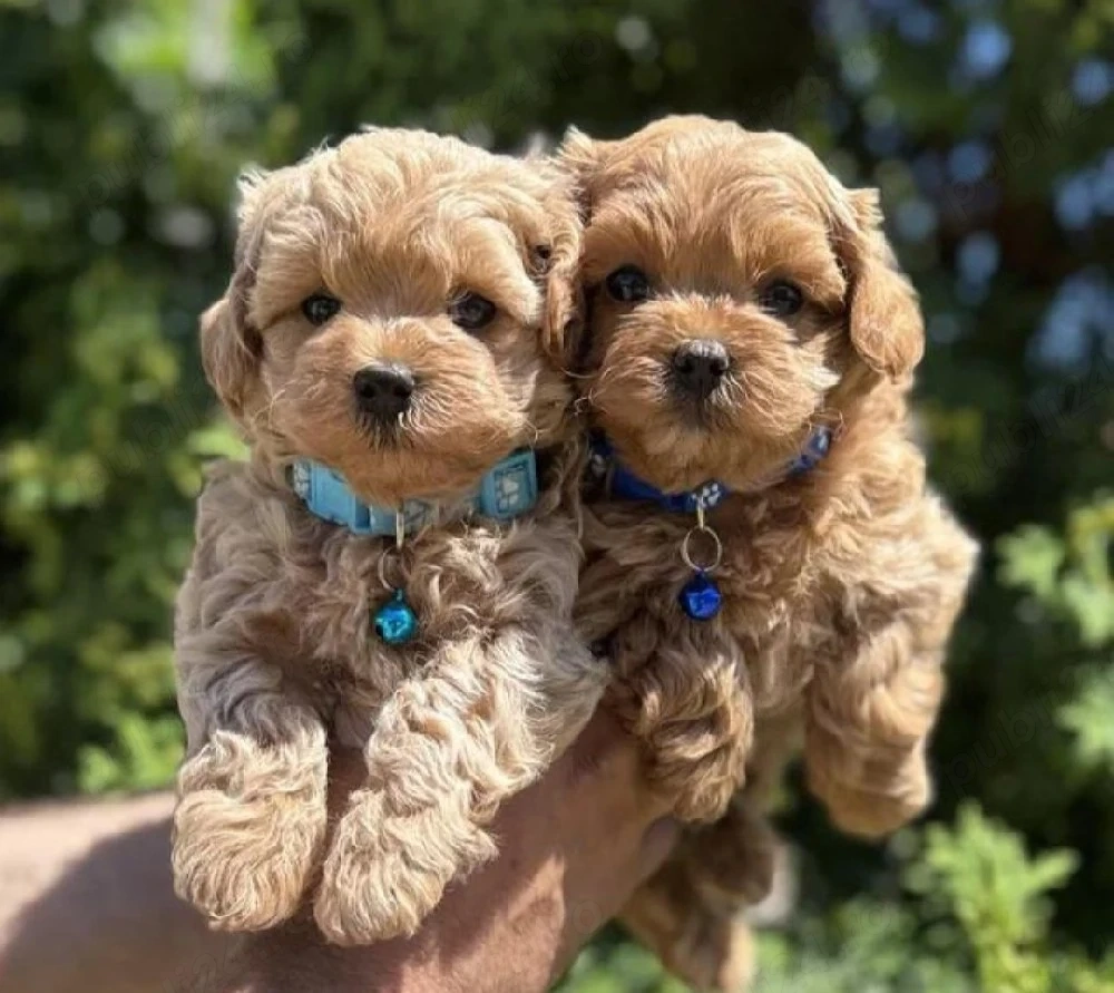 Vand Maltipoo