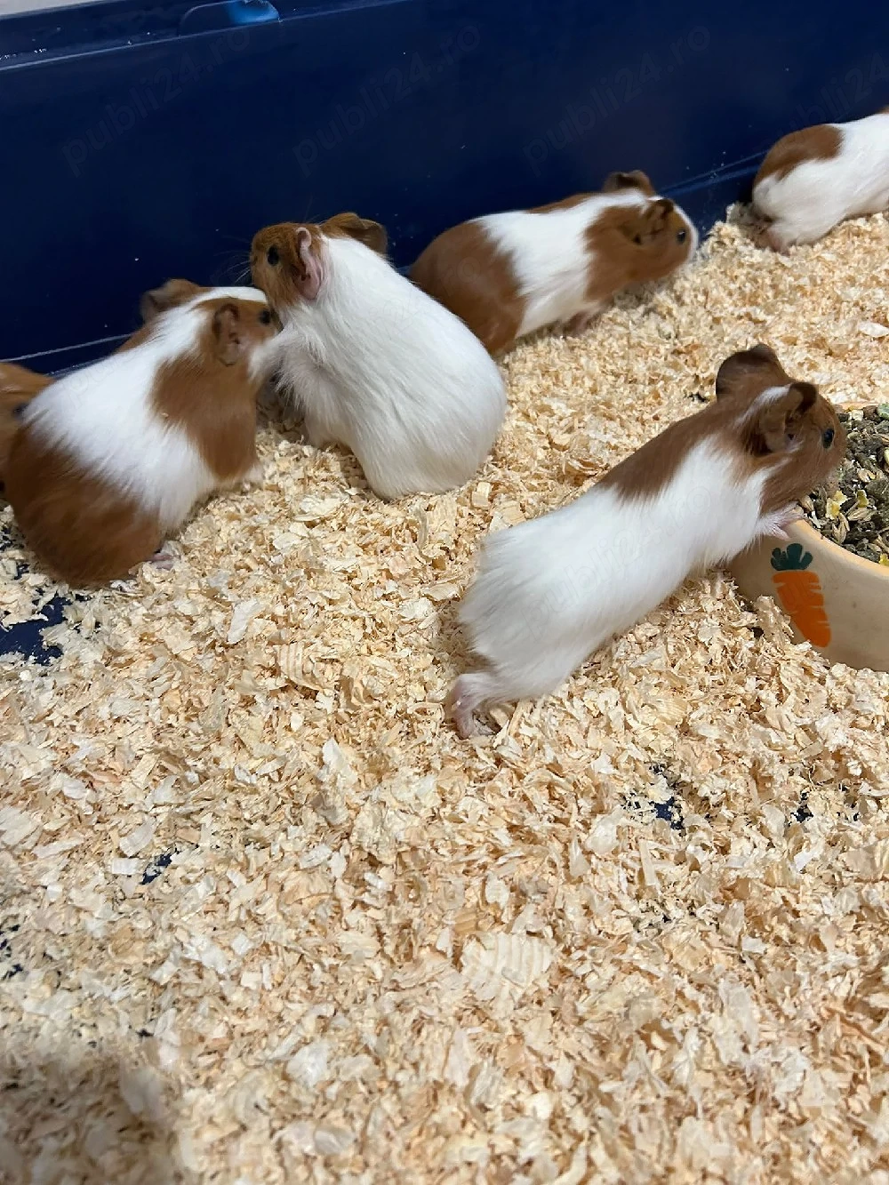 Porcușori de Guinea 