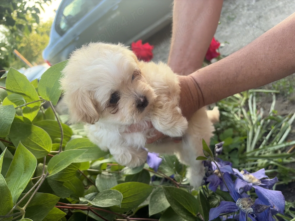 Pui Bichon Maltez