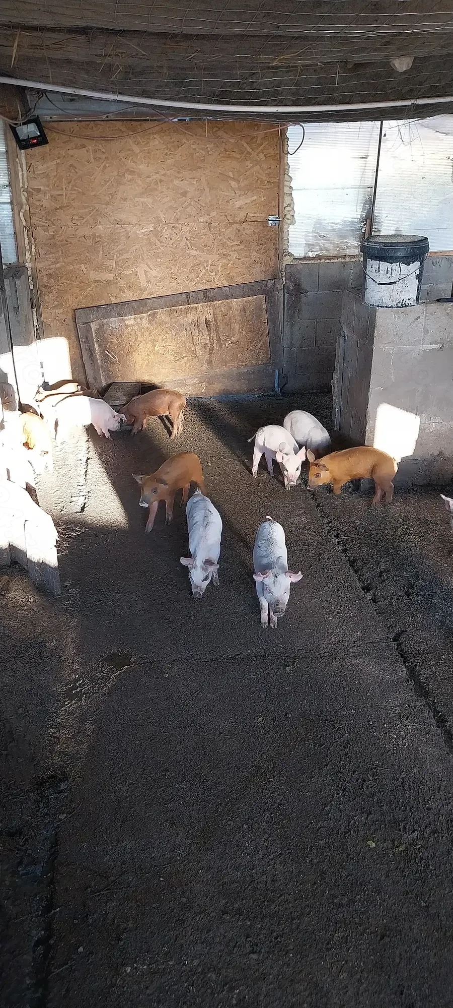 Purcei de vânzare la cel mai mic preț!!!