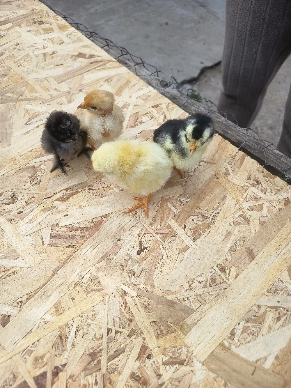 pui de casă si rațe mute