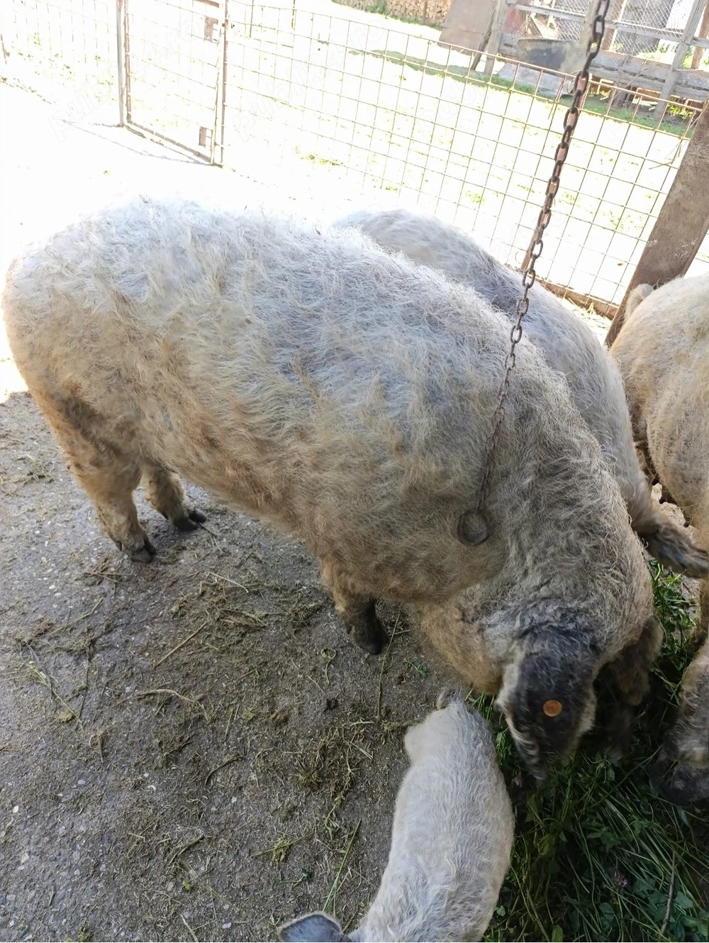 vand porc mangalita blond rasa pura de aprox 200 kg 