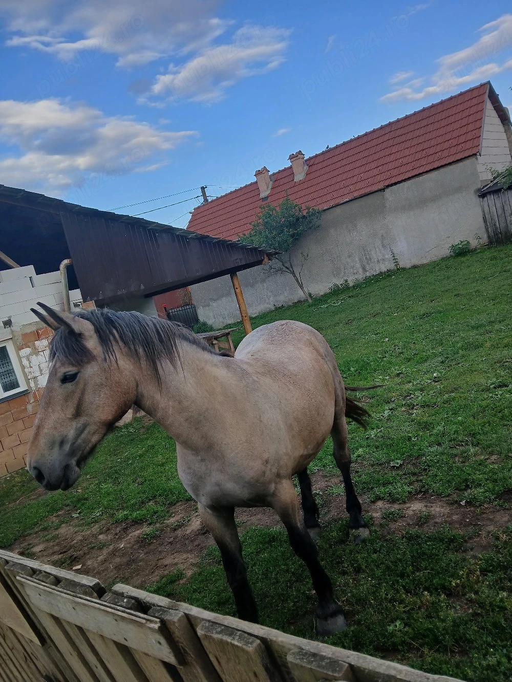 mânza de vânzare