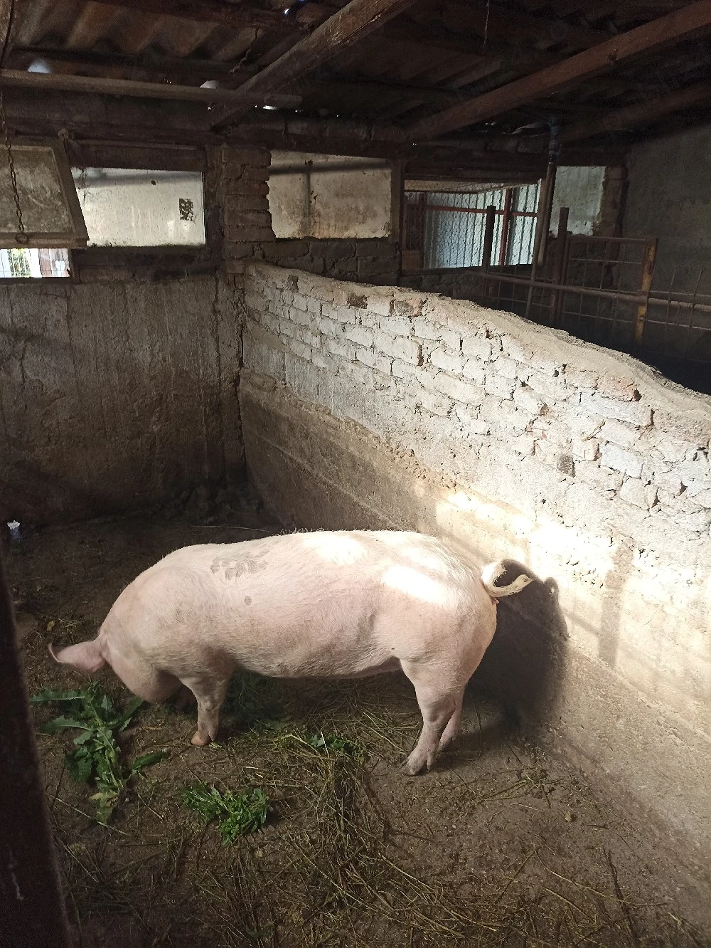 De vânzare Purcea