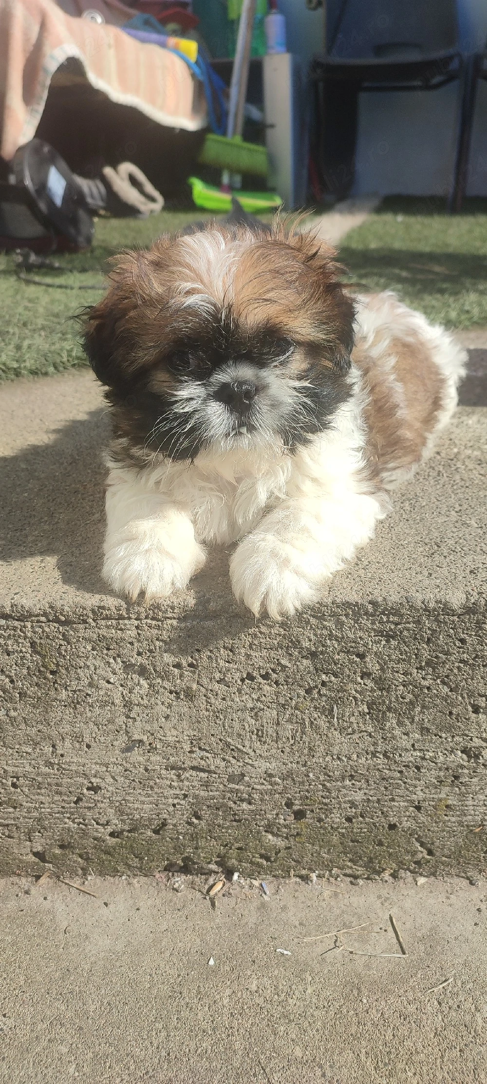 Shih tzu baietel 
