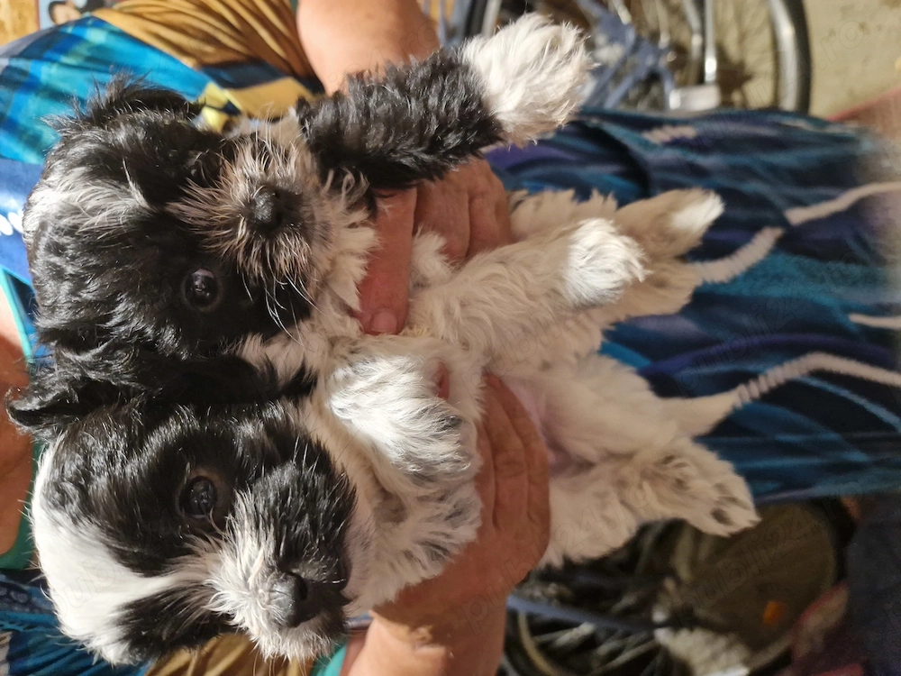2 băieți și 4 fetite cauta o noua familie iubitoare suntem niște bichoni drăguți și jucăuși. 
