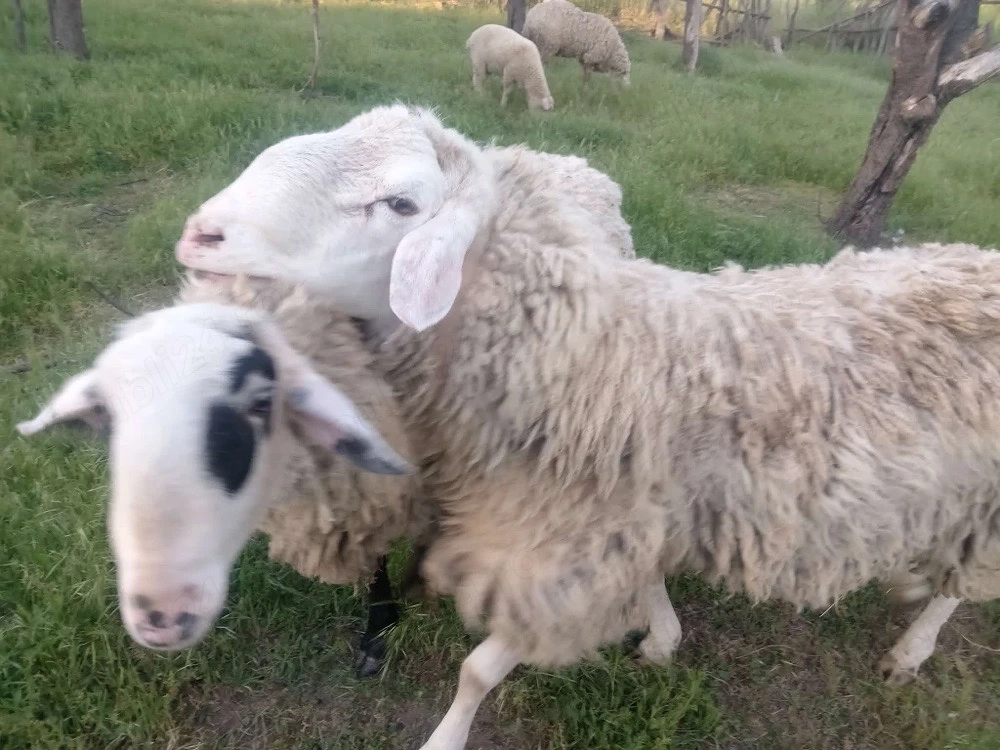 vand doi berbeci si o oaie asaf si doua capre si doi ezi tel  