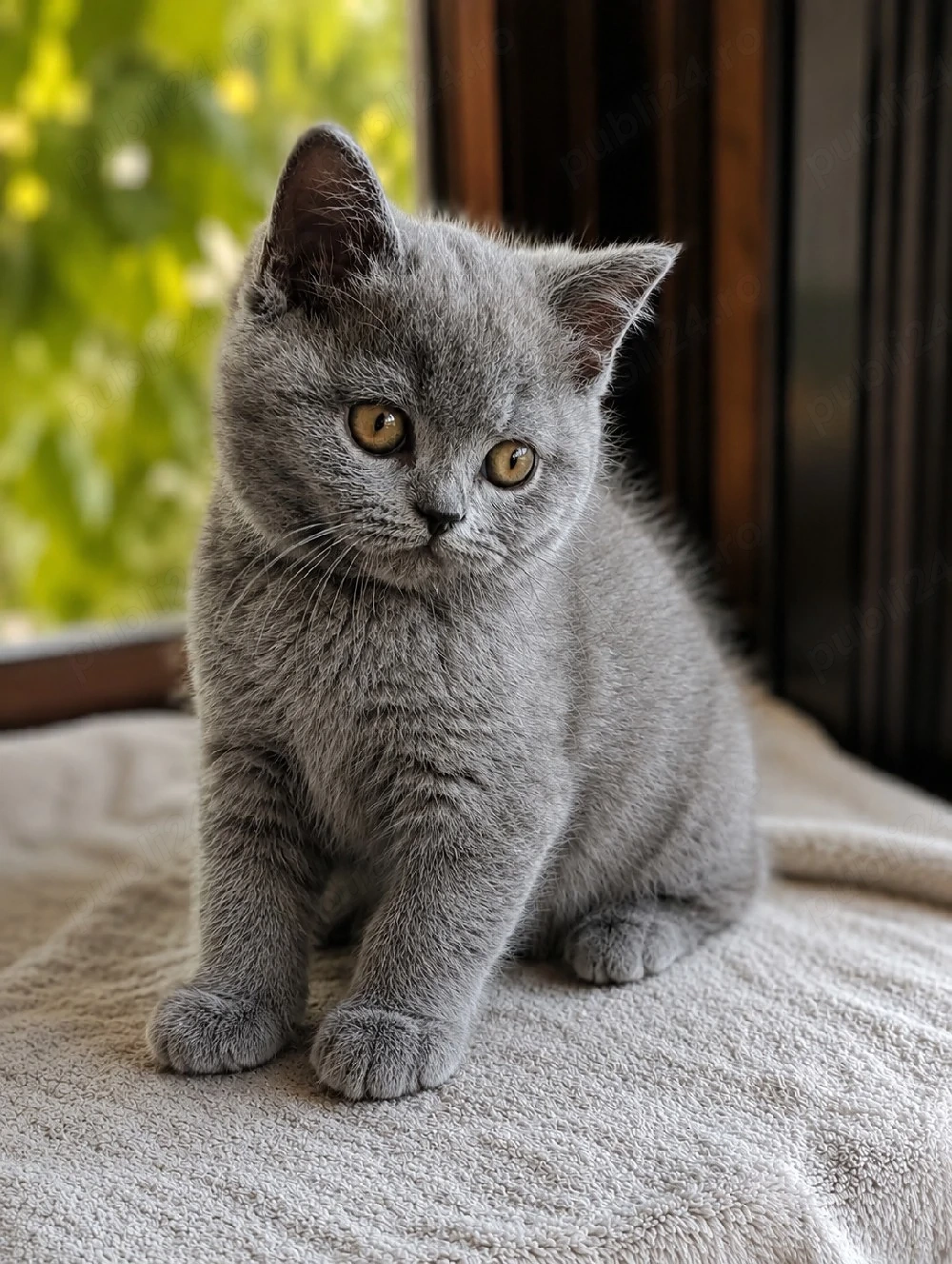 pui - băiețel - British shorthair de la crescător ORADEA