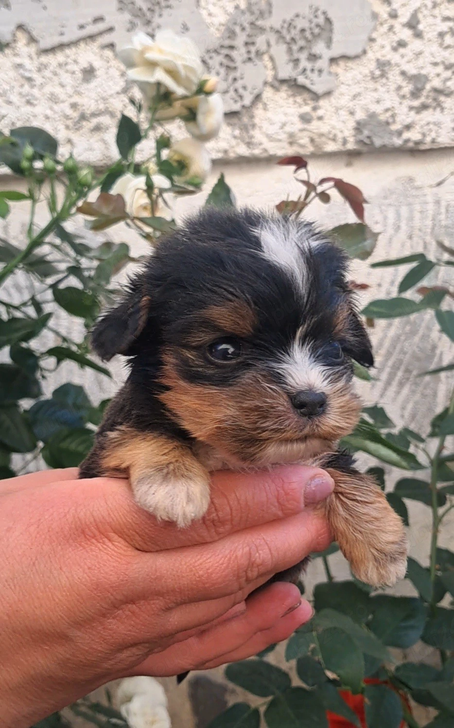 Yorkshire Terrier 