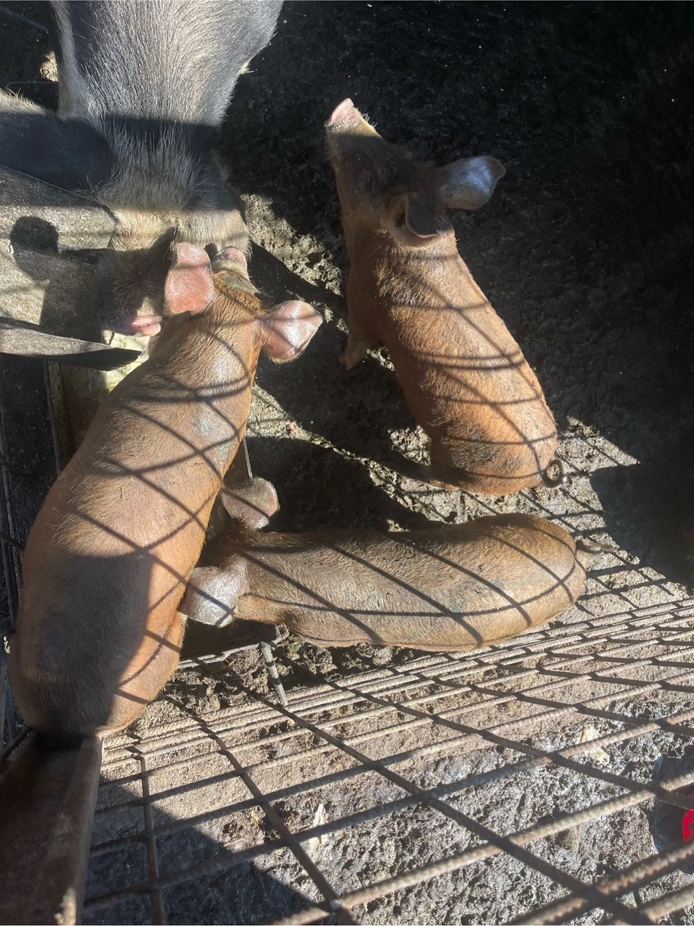 Vând purcele, rasă duroc. 