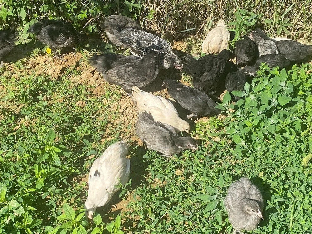 Puisori cauta casuta