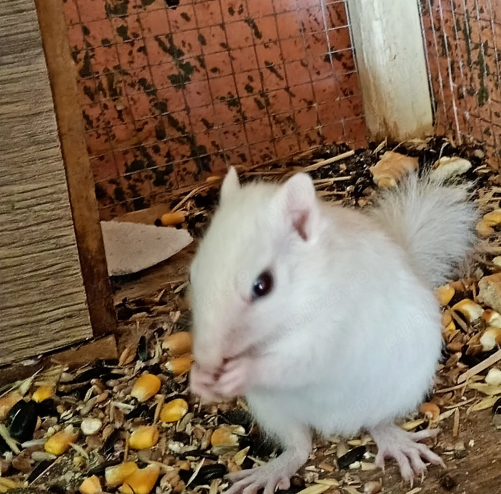 Veverite siberiene .