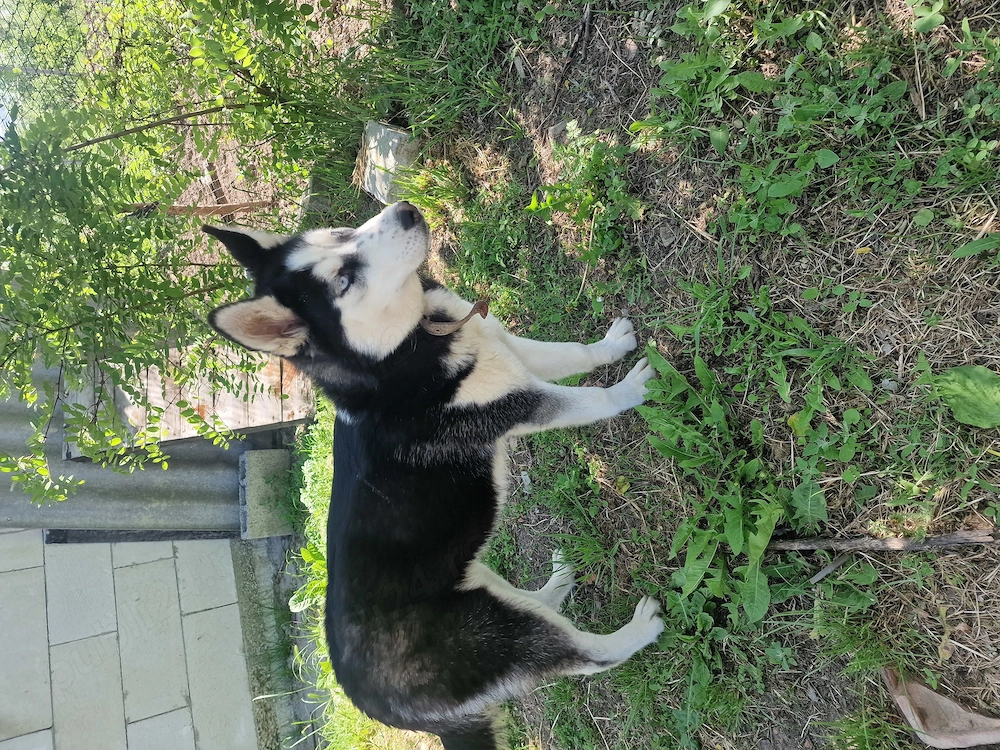 Vând 2 Husky Siberian