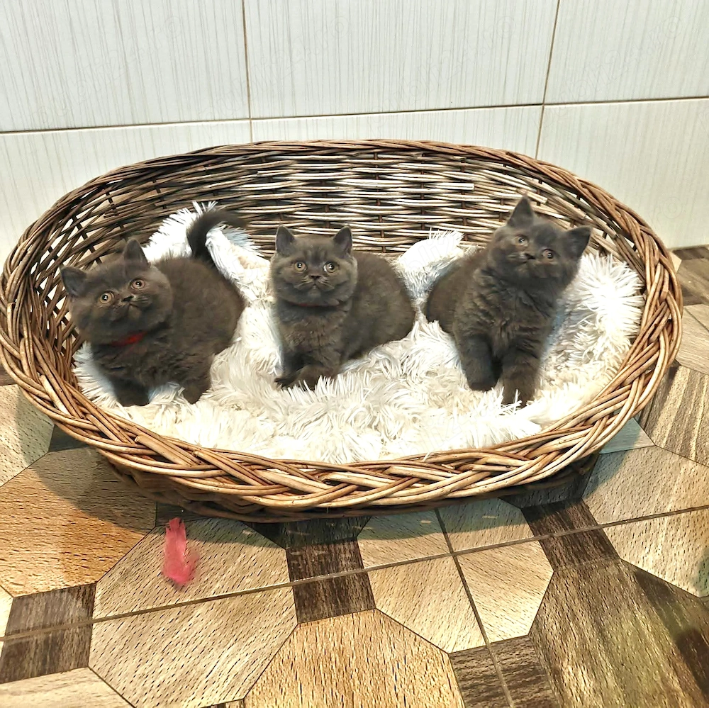 Pisici British shorthair