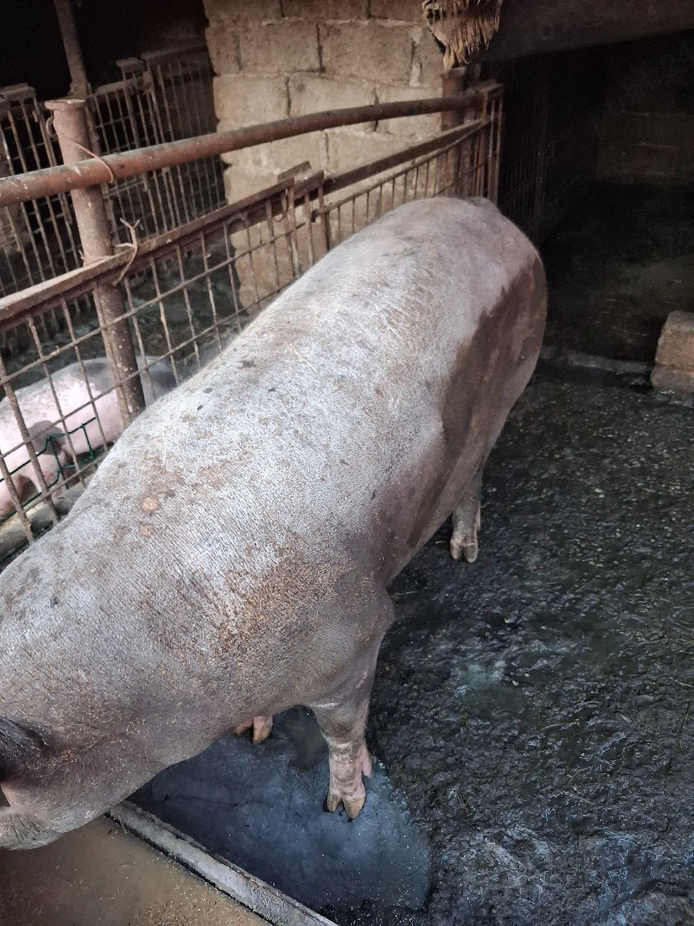 vind porci  230 kg