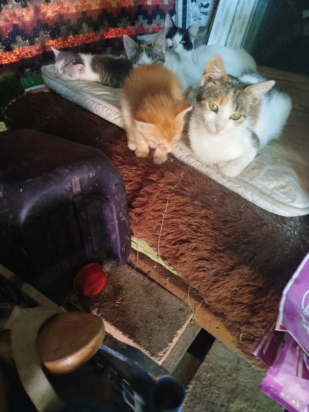 Pisoi drăgălași pentru adopție