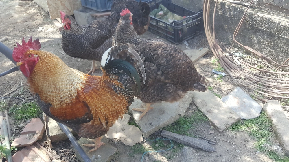   5 Gaini si un cocos de carne si oua