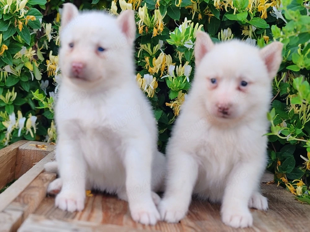 Husky siberian disponibile 