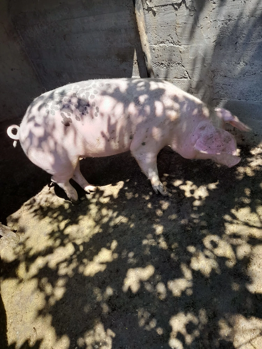 Vand porc de rasa