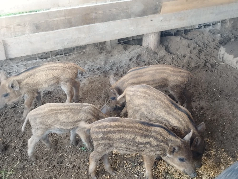 purcei mistret cu mangalita