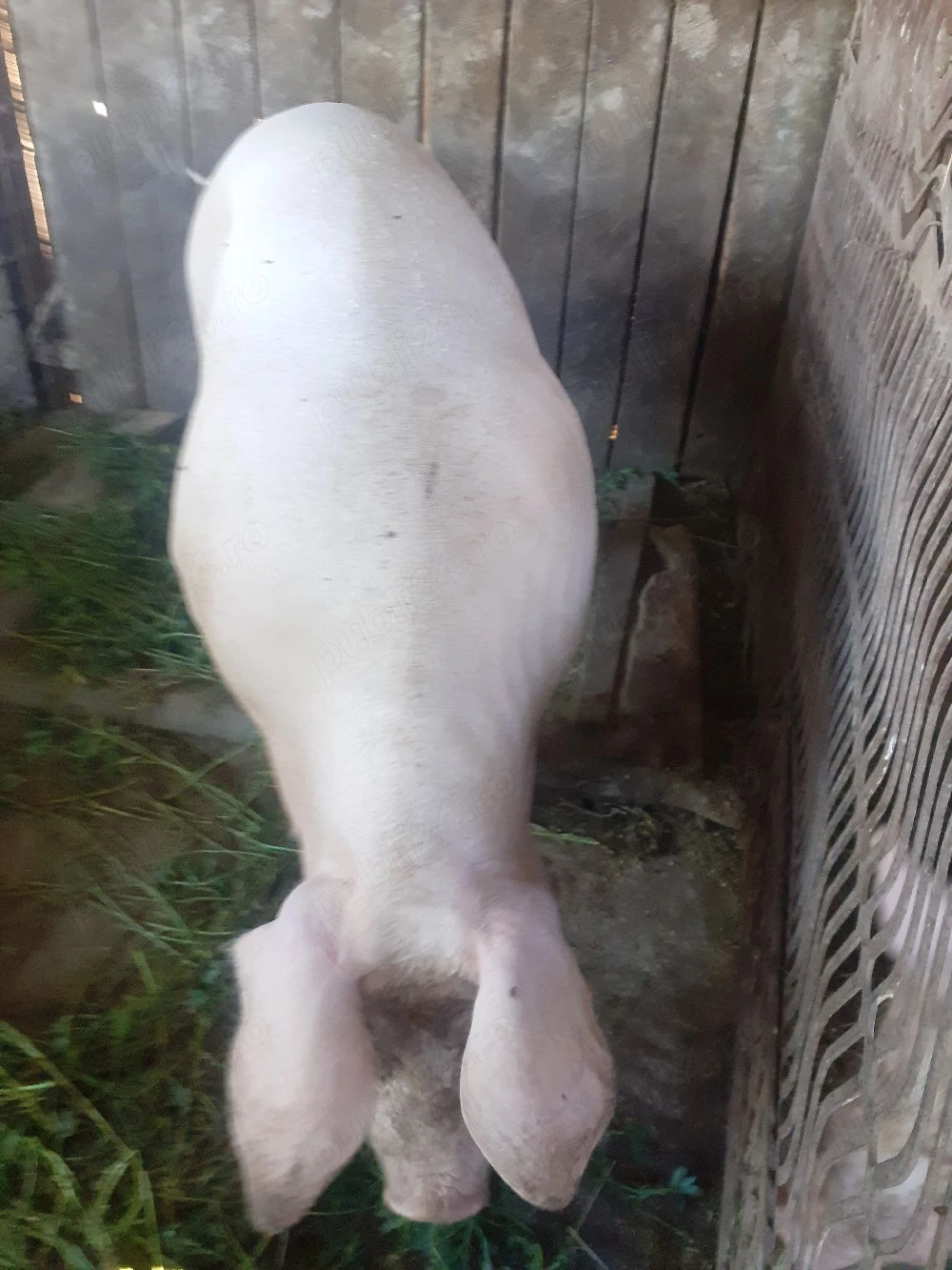 Scroafă pentru sacrificat. 