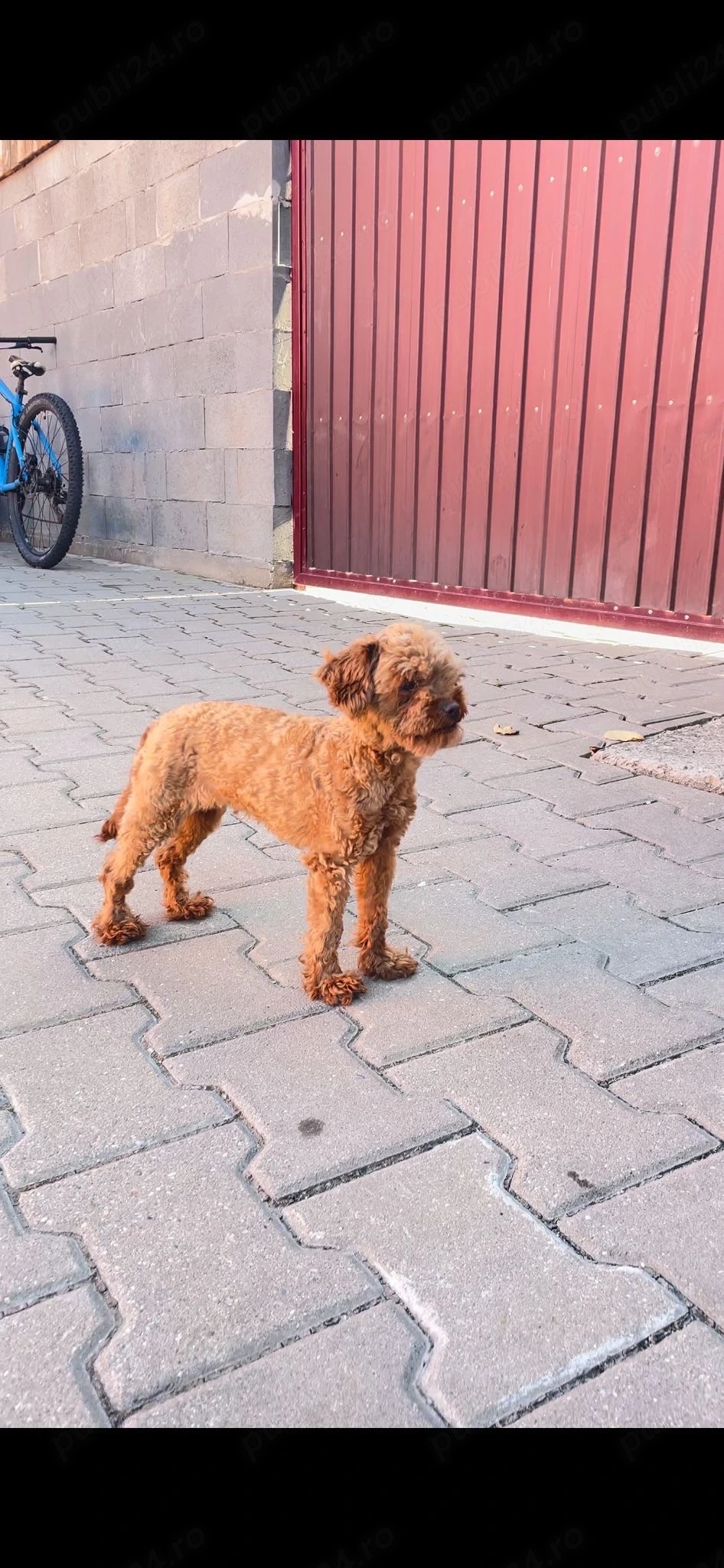 Pudel Mini toy 