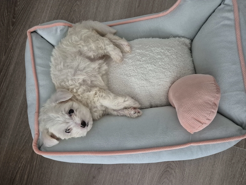 Donez Bichon Maltez- fetita-varsta 2 luni