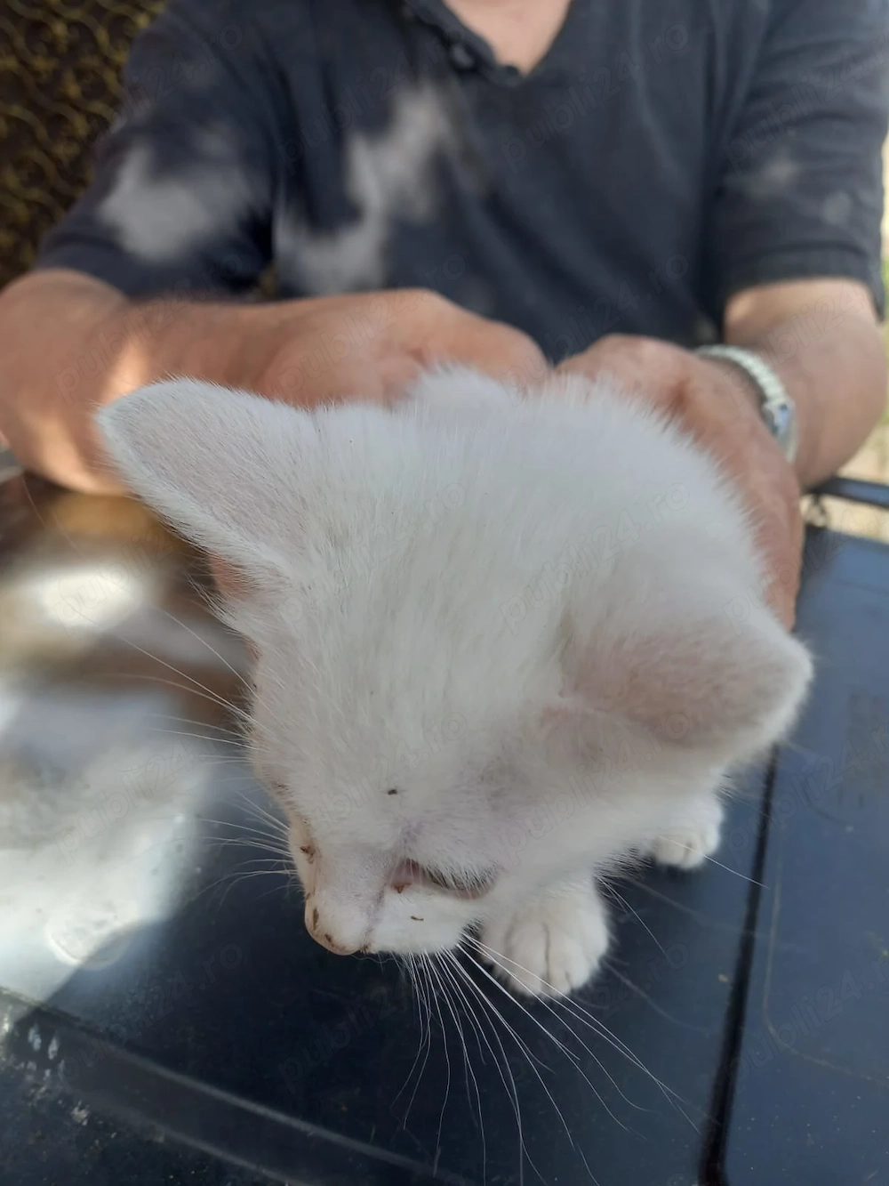 Vânzare pisică alba angora turcia. Fără pedigree 