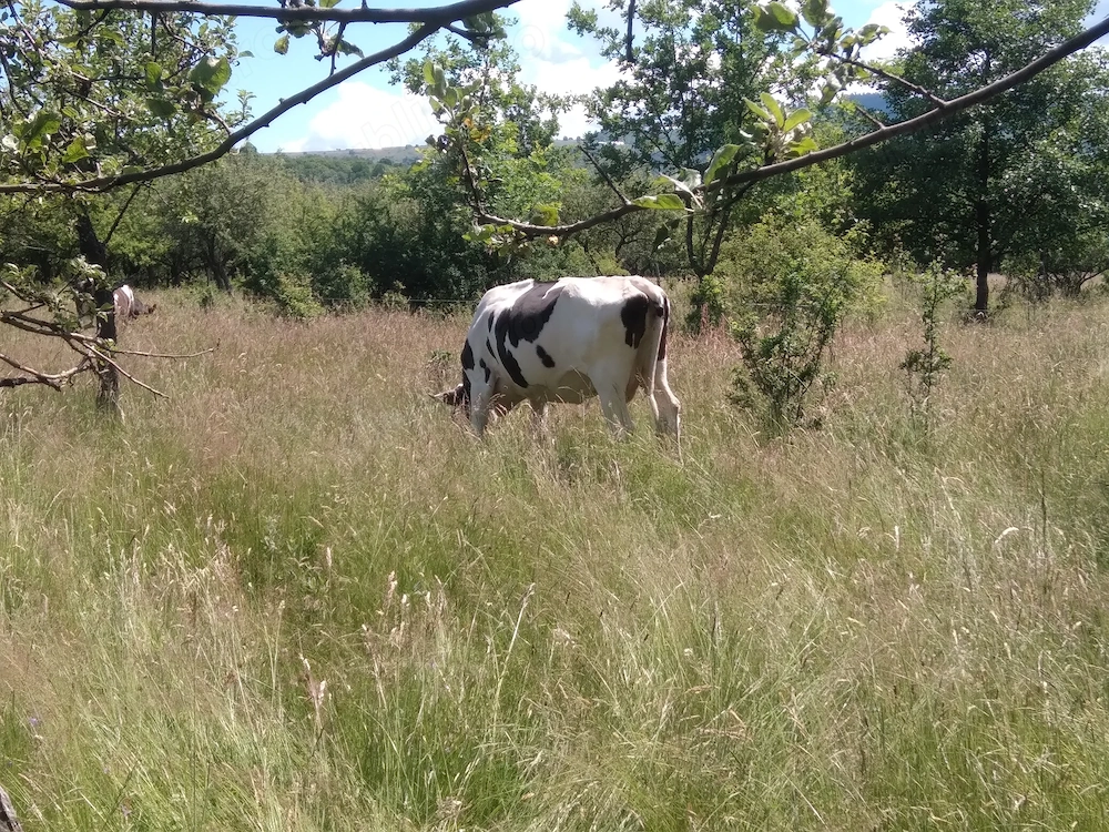 Vacă holstein de vânzare bună de lapte 