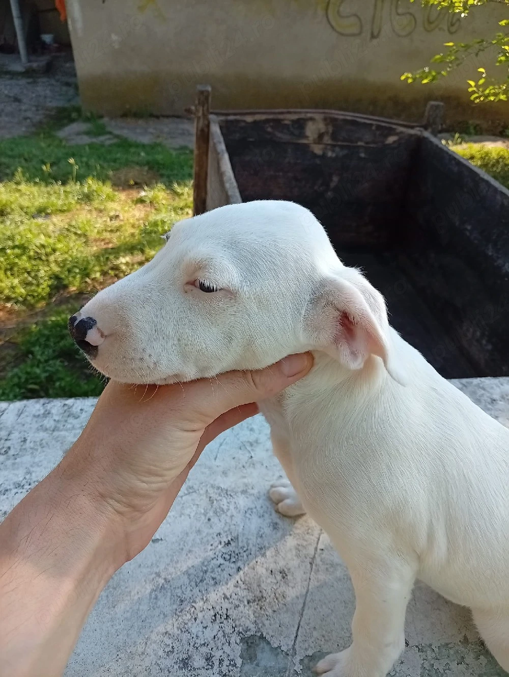 Bull Terrier cu pedigree