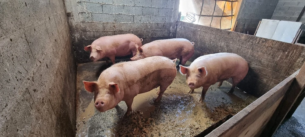 Porci grași 