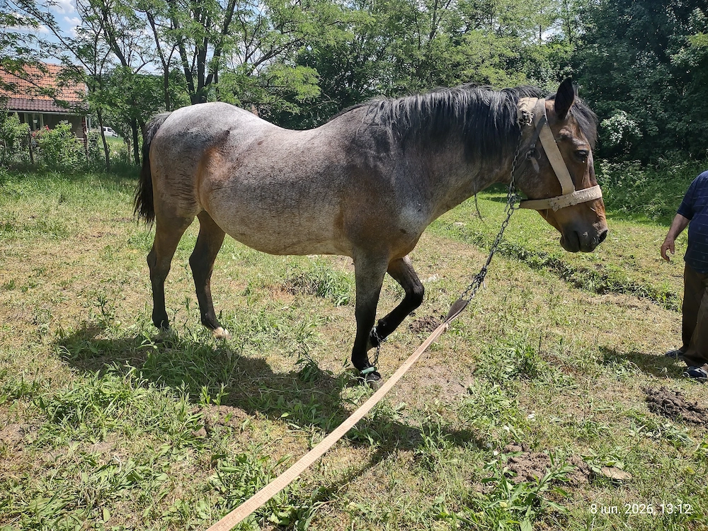 Vând iapă Almașu Mare jud. Bihor